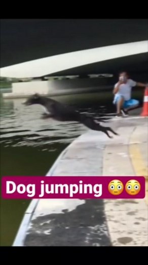 Smoll Cuties on Instagram: "Funny Doggos 😁❤️ Follow👉 @smoll_cuties for more ❤️ .⠀⠀⠀⠀⠀⠀⠀. * 🥀 *⠀⠀⠀✦ ⠀ ⠀ ⠀✦⠀ 💜 ⠀ ⠀ 💜 * . . ⠀💖 * ✦⠀ 💖 🥀 @smoll_cuties ❤️ THANKS FOR WATCHING ❤️ welcome to my channel. Are you looking for some cute little fluffballs to brighten your day ? then you have come to the right place! here you will find daily compilations of cats, doggos, pandas, racoons, well basically anything thats cute (except me to shy for this $%&) . I WILL TRY TO MAKE YOU SMILE EVERYDAY! 😁 . i