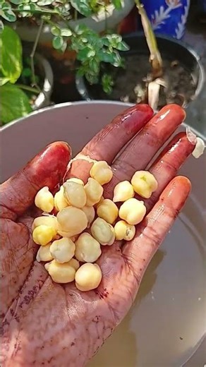 एक्सेल सॉल्व ऑर्गेनिक बनाएं घर परफ्री में#mk garden #gardening #viralvideo #Excel solve powder 🪴