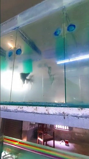 How I Got My Angelfish to Spawn in Only 14 Days 🐠 #angelfish #aquarium #fishbreeding