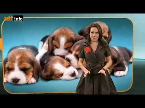 Reportage über Hunde