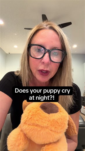 Does your puppy cry at night? You’re not alone. 🐶💤 As a trainer, one of my favorite tools for new puppies is the anxiety companion with a heartbeat — it mimics the comfort of littermates and can help them relax, feel secure, and settle faster through the night. 🐾 Healthy sleep = happier puppy and happier humans too 💛 #PuppyTraining #DogTrainerTips #NewPuppy #PuppySleep #AnxietyCompanion