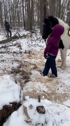 2026 NML PONY CHALLENGE Ellimay and Halle found Bruno to be scared of his own shadow when they got him in. He’s broke to ride and drive but a lot of corners were cut. The girls have been focusing on groundwork and desensitizing. As you can see from the video, he is now unphased by the dogs and even made it out to cut wood today with the chainsaw! So much progress already for this handsome paint gelding. Bruno might be the flashiest pony in the sale on April 11. | Northern Michigan Livestock Auct