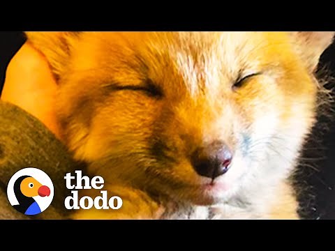 Growling Baby Foxes Turn Into Sleepy Puppies On Their Rescuer's Lap | The Dodo Wild Hearts