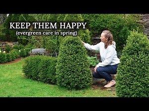 Arborvitaes Care in Spring [evergreens as well]