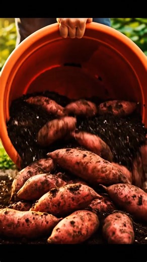 145K views · 1.4K reactions | Growing Sweet Potatoes at Home in Containers: A Step-by-Step Guide | Simple Home Ideas | Facebook
