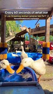 Enjoy 60 Seconds Of What Our Live Streaming Animal Cameras see 24/7!🎥 #animalshorts #animallovers