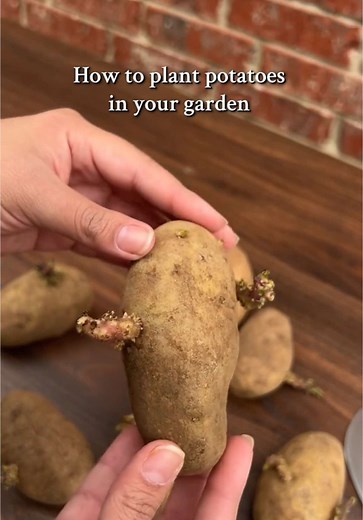 Planting Potatoes: A Beginner's Guide to Gardening