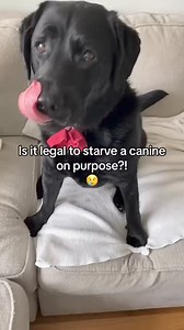 5.8K views · 186 reactions | Dog is being starved by this EVIL...