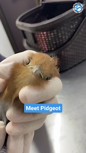 5.3K views · 129 reactions | Meet Pidgeot! We like to have a little...
