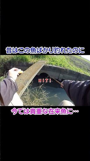 In the past, this fish was the only fish I could catch, but now it's a rare native species...