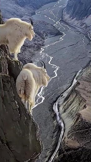 Mountain Goats Climbing an Impossible Cliff