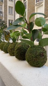 This is how I made a #kokedama with AKANE 🌱 merciii 💚 atelier proposé sur wecandoo | MP Gautheron