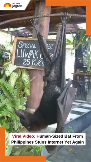 13K views · 53 reactions | #watch | A jaw-dropping video of a giant...