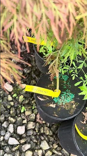 Acer palmatum 'Dr Brown' Laceleaf Japanese Maple