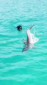 Every time this dog sees his favorite wild dolphin, he jumps off the boat to play with him 💙 | The Dodo