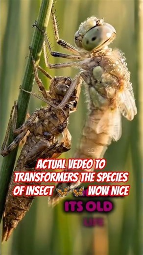 transformation insect to become a butterfly wow #shortvideo