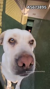 8.8K views · 894 reactions |  Rescued by Wiley's Wish  A5673895 ✰...