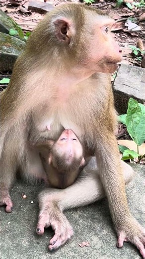#monkey #breastfeeding #shortvideo