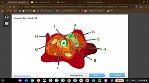 Consider this animal cell.Which organelle is labeled I?cell ... | Filo