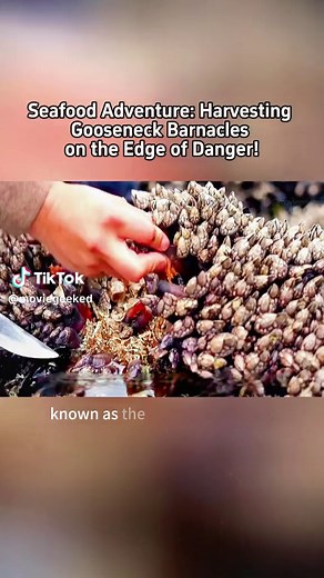 Seafood Adventure: Harvesting Gooseneck Barnacles on the Edge of Danger! #Seafood #Barnacles #GooseneckBarnacle #HarvestingJourney #FoodieAdventure #OceanHarvest #FreshSeafood #CulinaryAdventure #FreshCatch #oceangems