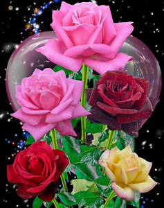 41K views · 8.8K reactions | Colorful Roses | Roses | Facebook