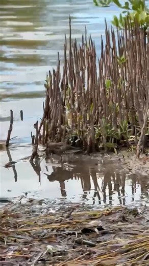 Happy Freedom Friday 🪶 This Semipalmated Sandpiper was released on September 13th! A concerned citizen transported this patient from the mud flats of Big Pine Key to our hospital. This shorebird was dehydrated and malnourished from a suspected ingestion of toxins. With adequate nutrition and daily doses of antibiotics, the patient made a speedy recovery. After passing a flight test and showing clear signs of improvement, this sandpiper was released after 6 days in our care! Watch as the now fre