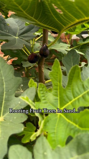 Rooting fruit trees in sand! Works for all of your favorite plants typically propagated via cuttings. Garden game changer. #FruitTreeRooting #GardeningTips #DIYGardening #HomegrownFruit #UrbanGardening #FruitTreeMagic #GardenHacks #GreenThumb #BackyardOrchard #GrowYourOwn #FruitTreePropagation #HealthyLiving #OrganicGardening #SustainableLiving #FruitTreeCare #FruitTreeGrafting #GardenInspiration #GardenGoals #PlantParenting #NatureLovers | Plant Fanatics