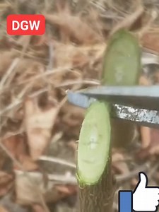 181K views · 1.6K reactions | GRAFTING EXAMPLE AND OTHER FROM WORLD ! Follow my profile for show the news on the new posts about the green world and everything you need to know about grafting, pruning and the cure of fruit and vegetable plants https://www.facebook.com/daniele.greenworld.5 | International Blog Cultivate and Grafting Fruit Trees by Daniele Greenworld | Facebook