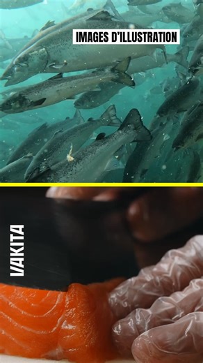 🐟 10 000 tonnes de saumon par an, c'est le gigantesque projet de l'entreprise Pure Salmon, qui veut implanter, près de l’estuaire de la Gironde, le plus grand élevage de saumons au monde. Sur 14 hectares, jusqu’à 3 millions de poissons seraient élevés chaque année dans des bassins terrestres, via un système en recirculation de l’eau (RAS), encore peu répandu. Présenté comme "durable", le projet est pourtant vivement contesté. Seastemik et une trentaine d’ONG non gouvernementales appelent le pré