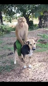 Ang magkaibigan unggoy at aso.. #unggoy #monkey #ASO #besfriends #magkaibigan #sweetfriend #animals #reelstrending #reelsviralシfb #reelsfbシ #reelsfbシ #reelsfacebook #reelsviralシ | Riodyn Nydoir