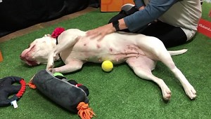 Mimi has it all; good looks, an outgoing personality and a sweet demeanor. She loves people and has been great with other dogs her size. Is Mimi the girl you've been looking for? Come and meet her today! 💕 Royal Animal Refuge 341 Senoia Rd Peachtree City, GA 30269 To adopt please visit royalanimalrefuge.org/adopt To foster please visit royalanimalrefuge.org/foster Subaru is matching adoption fees during the month of October! #SubaruLovesPets #MakeADogsDay | Royal Animal Refuge