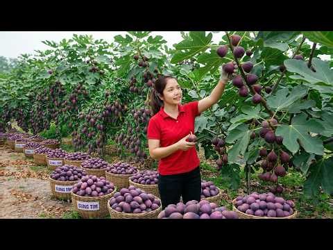 How To Harvest 1000+Kg GIANT Purple Figs To Sell At Market,Vegetable Garden Care