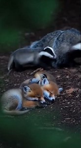 Fox kits sleep soundly. A badger mother guards the den #wildlife #nature #animals