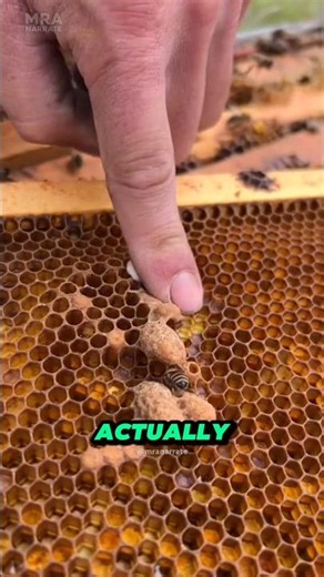 Why Beekeepers Destroy This Strange Bee Cell