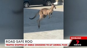 10K views · 78 reactions | It's safety first for Skippy, with a kangaroo using a zebra crossing to cross the road in Redbank. The marsupial followed all the right road rules, before hopping away. Download the 7NEWS app: 7news.link/7newsapp #7NEWS | 7NEWS Brisbane | Facebook