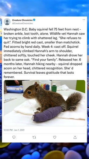 The Little Squirrel With the Bright Red Cast#WildlifeRescue #SquirrelStory #AnimalCare