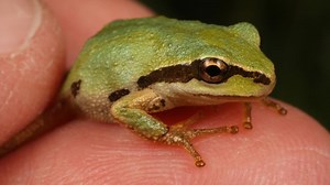 Chorus Frog May Carry A Deadly Infection