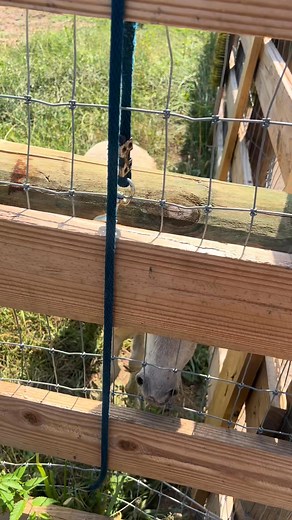 Loading Hank up and heading home! #minidonkey #noblankhank #farmlife #minidonkeysoftiktok #spottedjack #glen | Katievan Fan