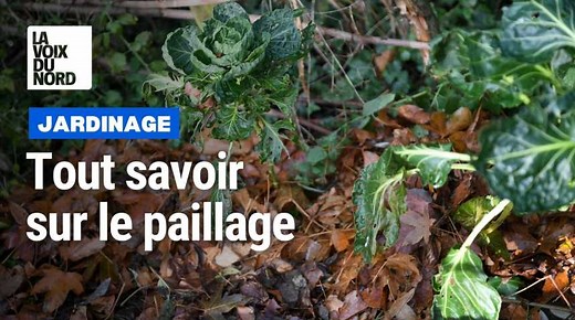 Jardinage : tout savoir pour réaliser un bon paillage