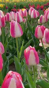 870 reactions · 54 shares | SEASON EXTENDED 2 MORE DAYS! With so many...