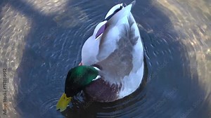 A mallard or wild duck in the Lincoln Park Zoo. I saw very interesting wild birds in the zoo's pond, which had open water.