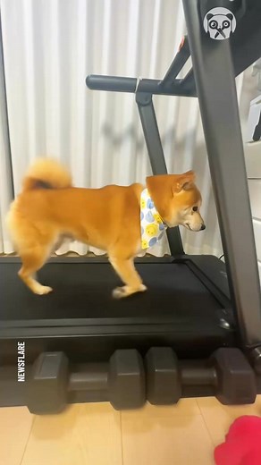 1.6K views | Dog loves running on the treadmill | Creative Panda | Facebook