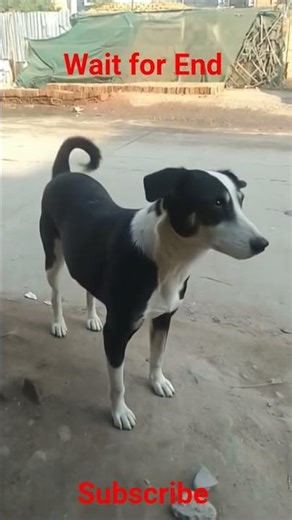 😭😅😂🦴Dog Converter Robot #crazyteam #shortvideo