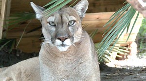 42K views · 364 shares | Meet the cougars of Big Cat Rescue and learn about the Florida panther. A special thank you to the FWC for the rescue, rehabilitation, and release of their first ever panther family. BigCatTV.com | Big Cat Rescue | Facebook