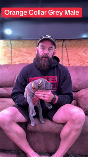 #jesusfirst #canecorso #puppies #puppy #newlifecanecorsos | cane