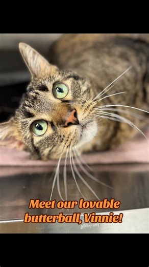 It’s CATURDAY! Meet our 24 pound chonker who was recently returned after being adopted as a kitten 9 years ago. He’s never spent a holiday in a shelter and he’s hoping this Christmas to be in a home again. If you like your men plump and jolly, meet our lovable butterball, Vinnie! | P.A.W.S. Tinley Park