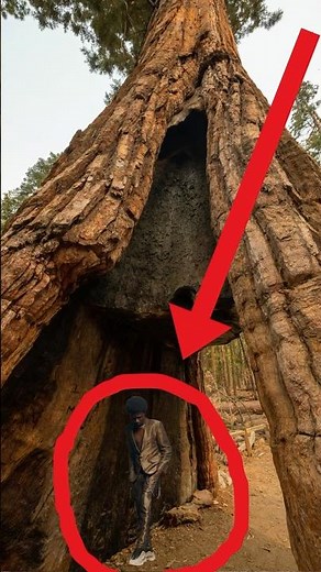 This Trees are BIGGER Than the Statue of Liberty ! #shorts #treeseries #worldexplorer