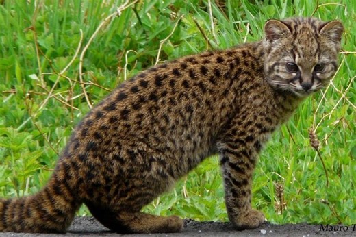 Chi è il kodkod, il felino che sembra un misto tra un gatto e un leopardo
