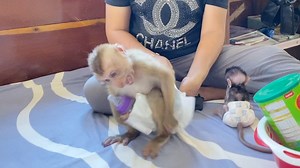 47K views · 856 reactions | Spoiled DAM Pulling Diaper Out Refuse To Mom Wearing For Him | Daily Monkey Family | Facebook