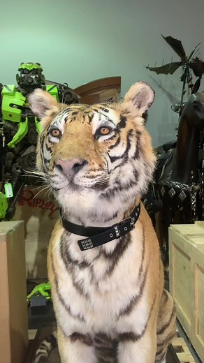 Java, the Beautiful Tiger: A Heartwarming Story